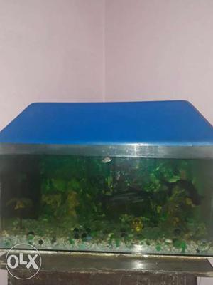 Aquarium 2×1 size with filter and 3 fishes