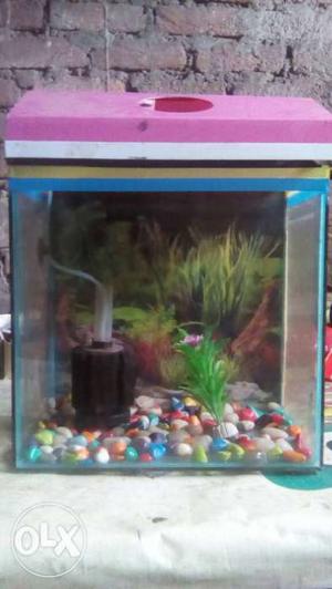 Aquarium Tank with filter,pump,medicin,some food