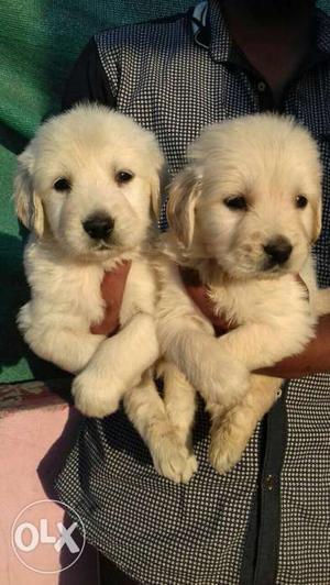 Available male and female puppies golden