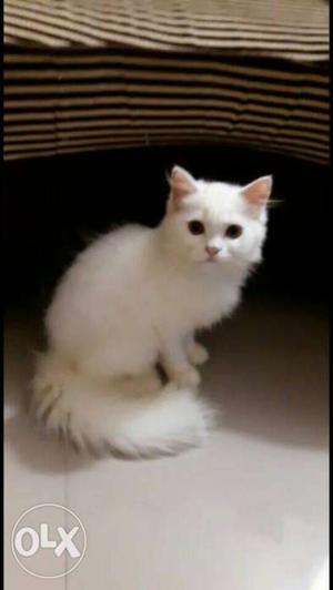 Awesome fur quality persians available