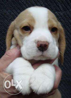 Awesome quality lamon beagle Pups only for home