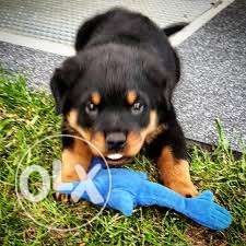 BLACK AND TAN COLOR rottweiler puppy WITH paper for sell