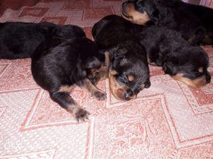 Baby Rottweilers- male,female available