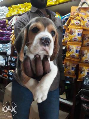 Bagel 60 day male female puppy available