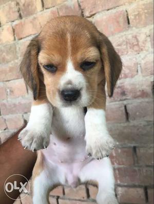 Beagle 1 pair for sale,age 1 month,full heavy