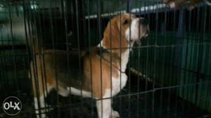 Beagle dog for sell age 17months