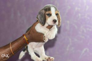 Beagle full healthy and active puppies