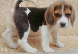 Beagle genuine quality puppies nd other all