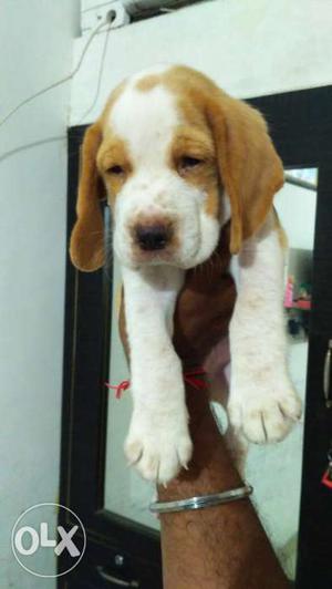 Beagle lemon white female pup for sale