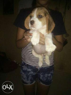 Beagle male female puppy available so quality
