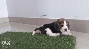 Beagle male pup outstanding quality direct