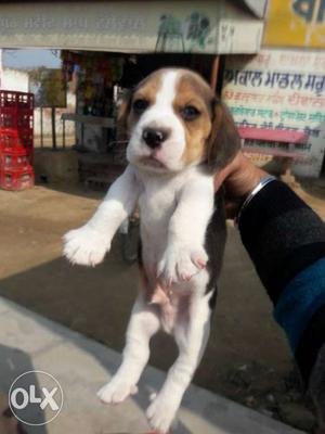 Beagle male puppy very high quality sired by jag