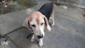 Beagle maleand female sales