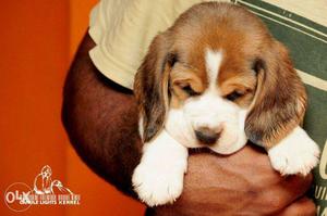 Beagle pups above 35 days in chennai perambur
