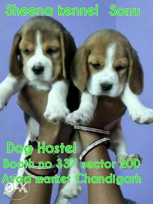 Beagle pups available from Sheena kennel booth no
