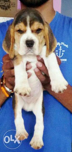 Beagle super duper quality puppies nd all breeds