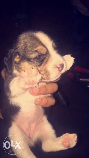 Beegal puppy female 100% pure