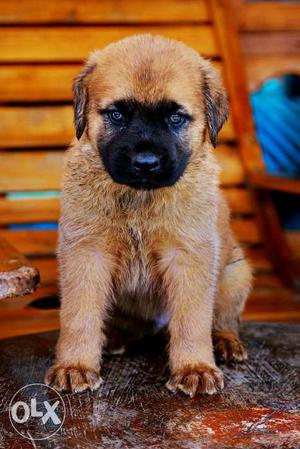 Belgian Mastiff imported puppies sreekrishna farm
