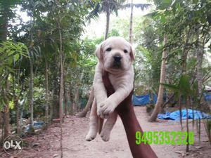 Better quality labrador puppies available