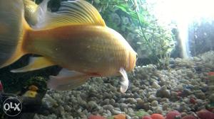 Big Orange gold fish