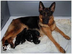 Bl German Shepherd male female pups available male 15k