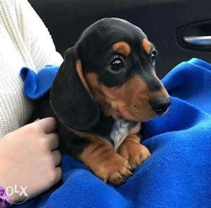 Black. And. Brown Dachshund Puppies. Avable pure breed