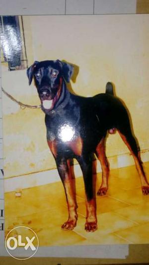Black And Tan Beauceron for matting