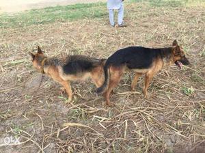 Black And Tan German Shepherd 20days pregnant. Good Behiver