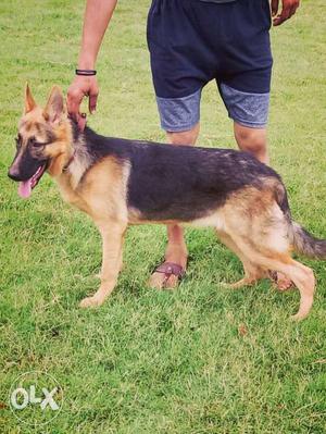 Black And Tan German Shepherd 8 month female vaccination