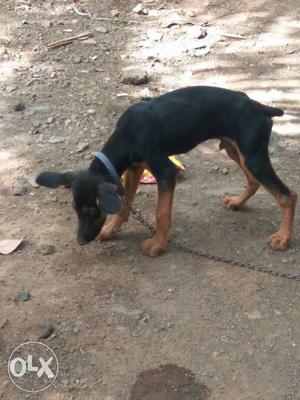 Black And Tan Short-coat Small Dog