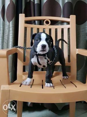 Black And White American Pit Bull Terrier Puppy