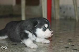 Black And White Siberian Husky Puppy