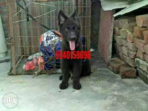 Black German Shepard male puppy available double