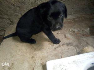 Black Labrador Retriever Puppy pure bread urgent sell