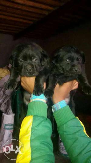 Black Labrador puppes available top quality