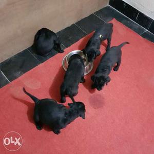 Black Labrador retriever healthy puppies