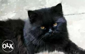 Black Short-fur Cat