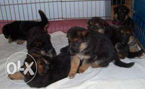 Black and tan colour top quality gsd puppies
