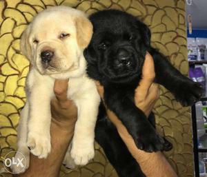Black and white colour Labradore puppies