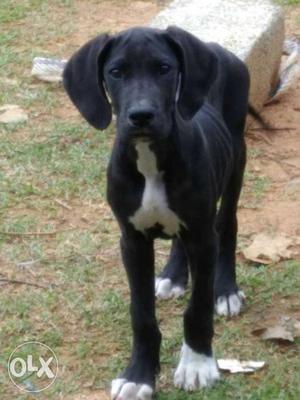 Black great dane puppies available