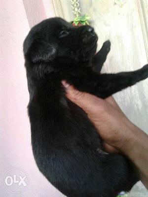 Black labradore puppies available male 