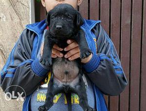 Black labradore puppies available pure breed