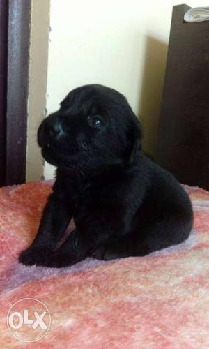 Black lebra puppy 35 days old male -  female-