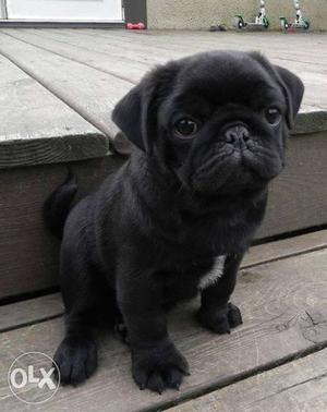 Black pug female 2 mont