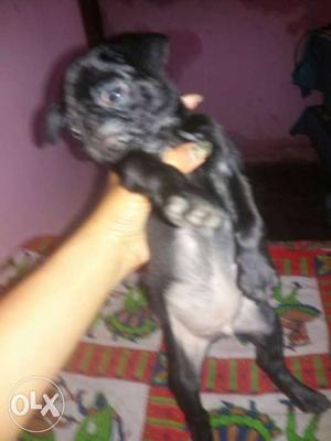 Black pug here...he is only 2.month