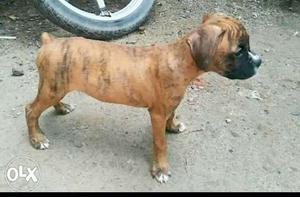 Brindle Boxer Puppy for sell female
