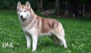 Brown And White Syberian Husky