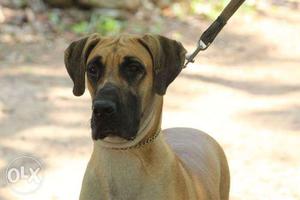 Brown Coated Dog