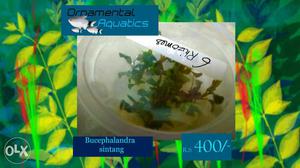 Bucephalandra SingTang tc pot rs: 400