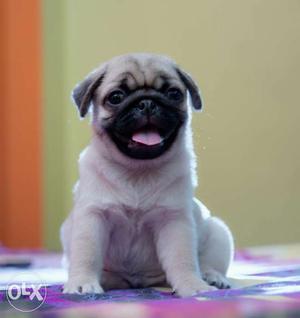 CUTE FACE PUG PUPPIES beautiful show home puppies